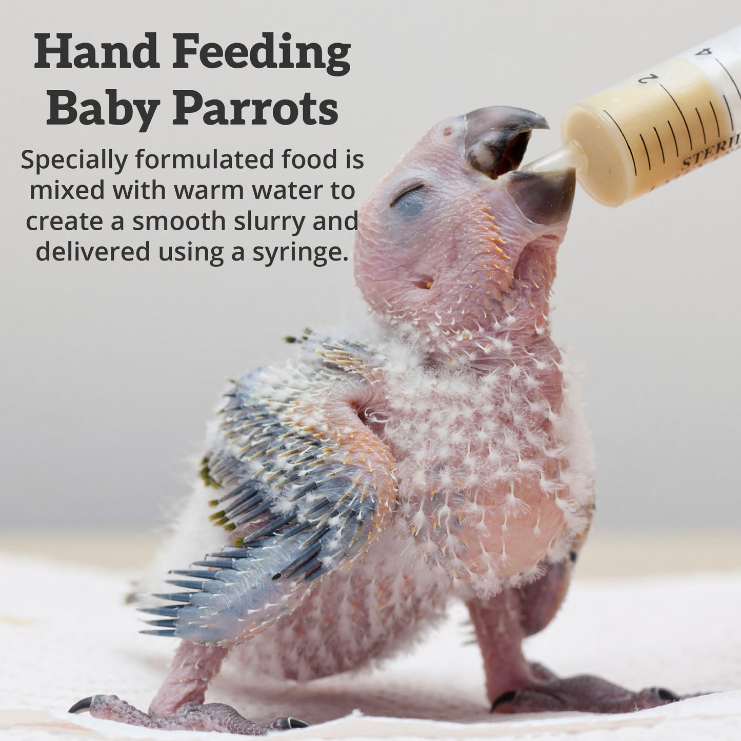 Scenic Baby Parrot Food